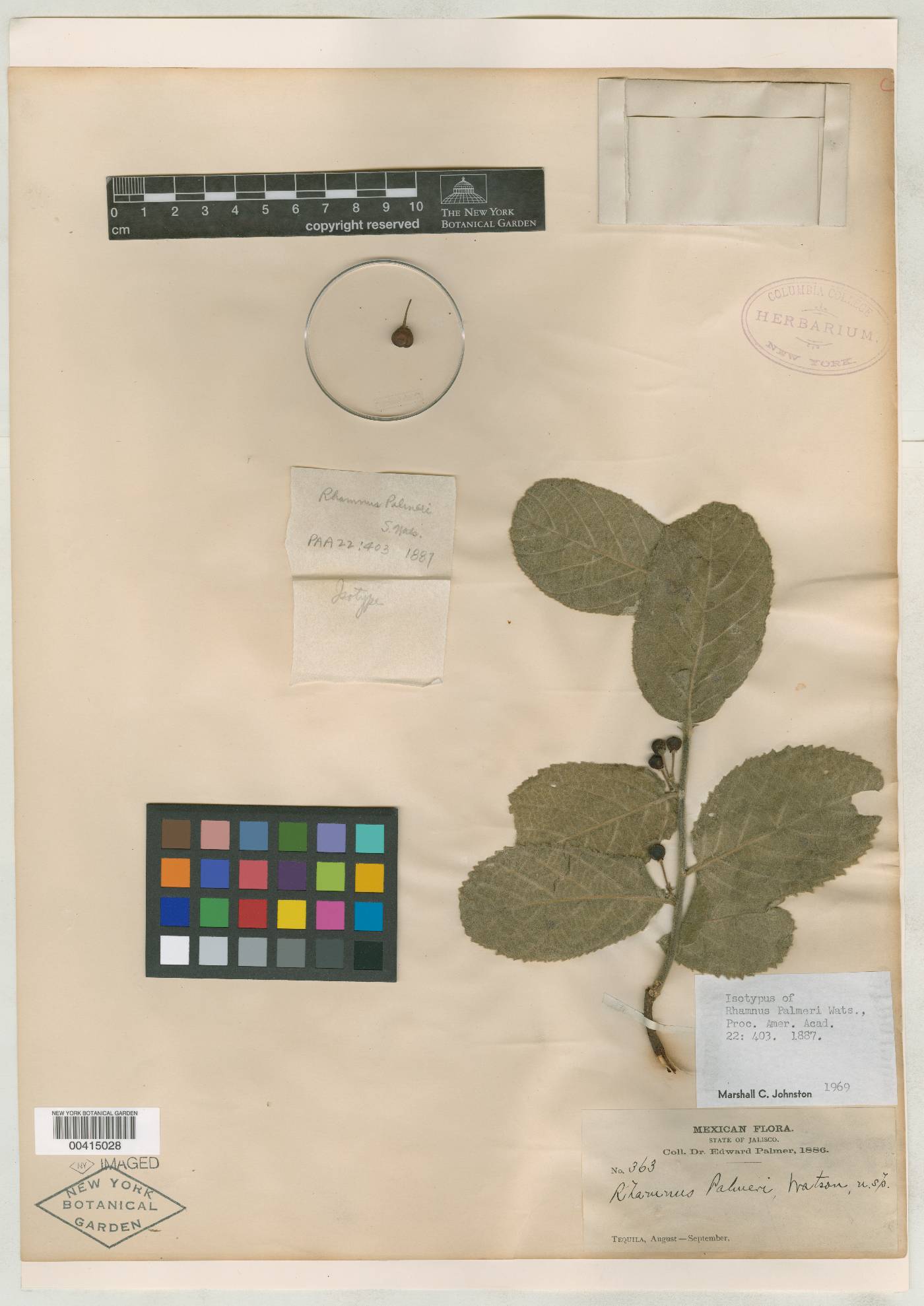 Rhamnus palmeri image