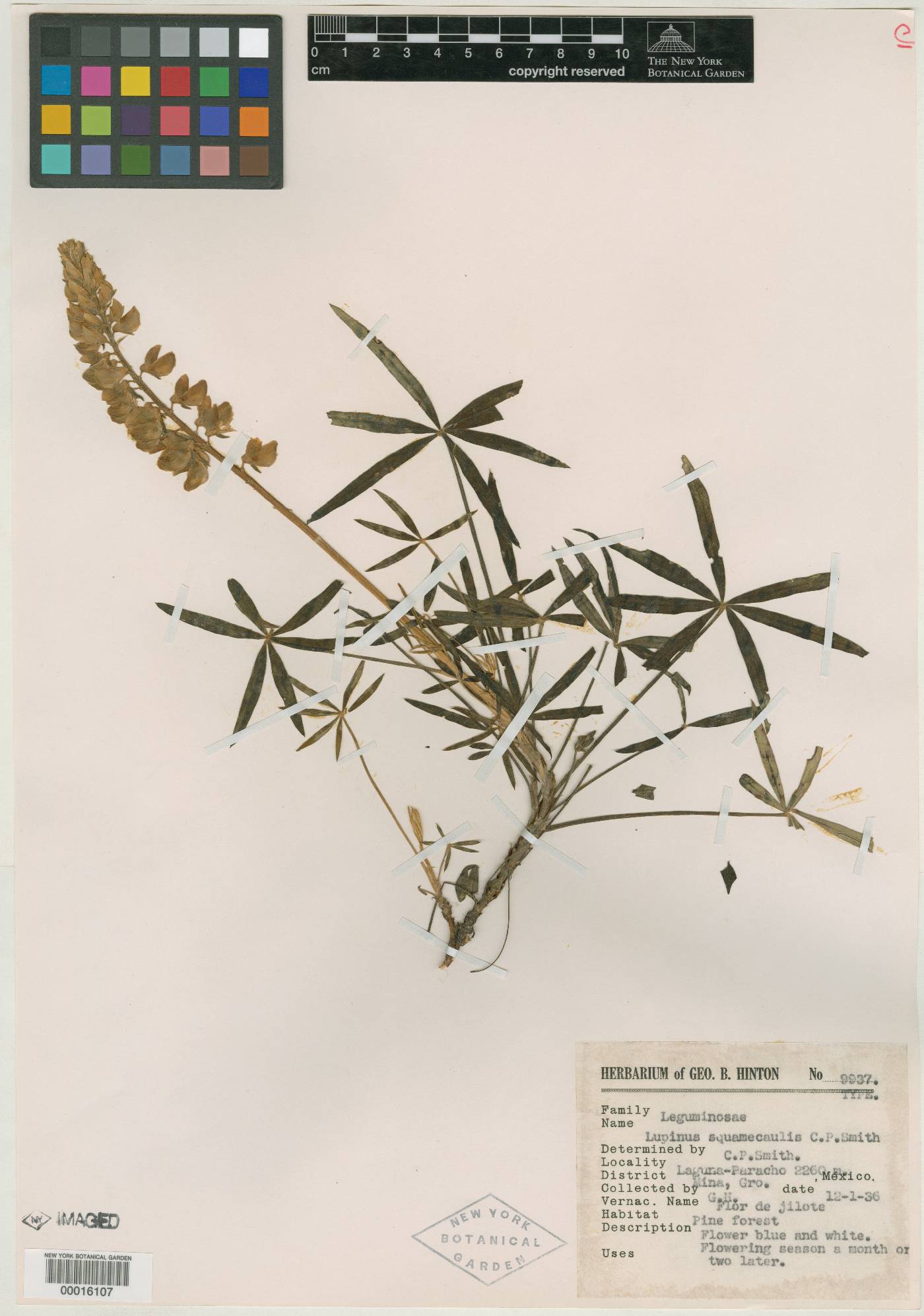 Lupinus madrensis image