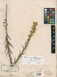 Brickellia scoparia var. subauriculata image