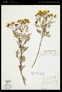 Coreopsis petrophiloides image