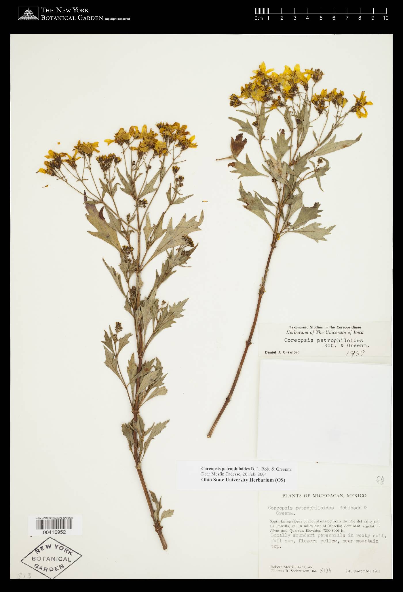 Coreopsis petrophiloides image