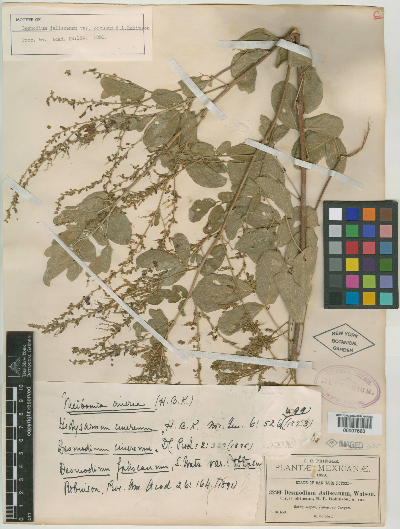 Desmodium nicaraguense image