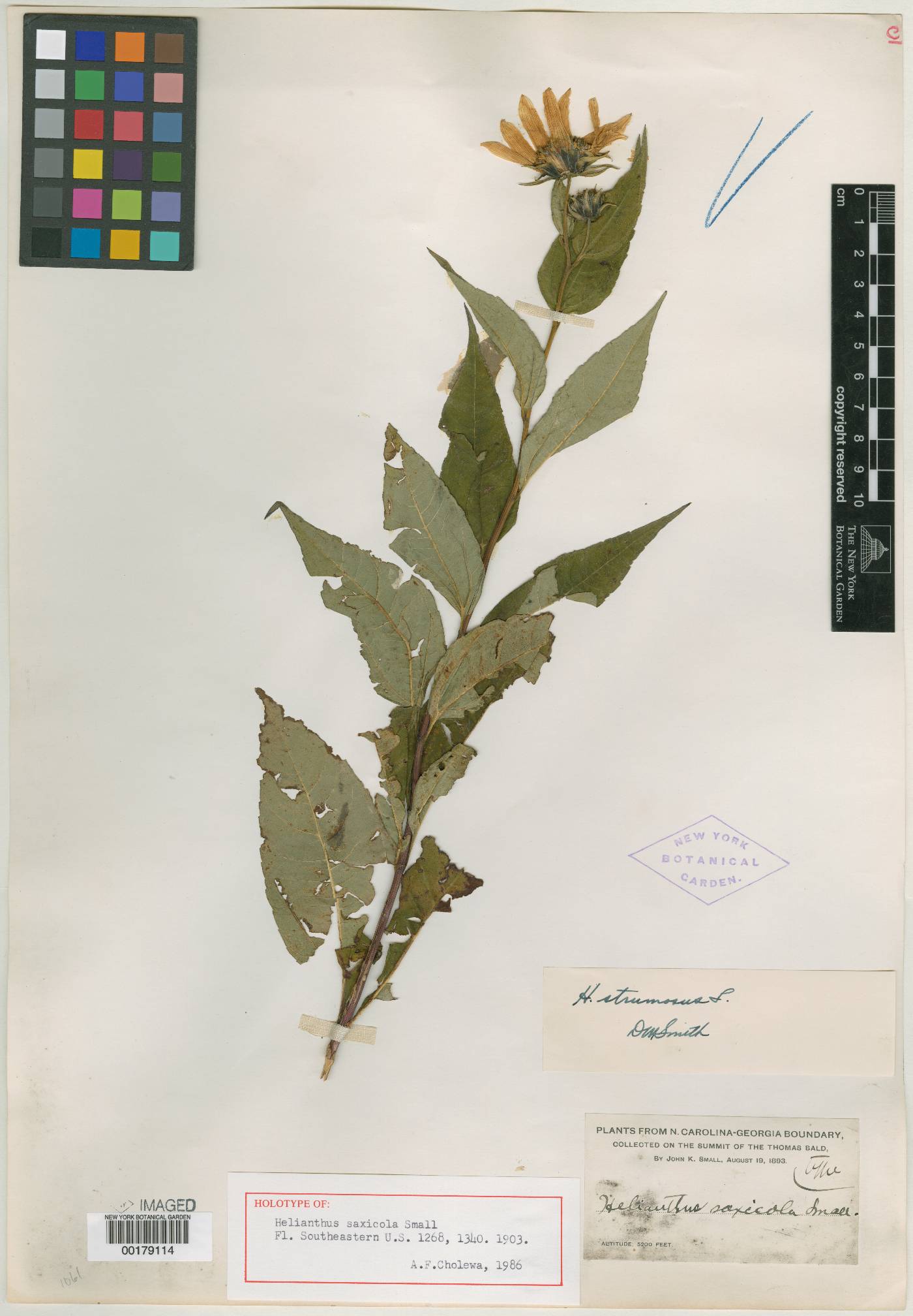 Helianthus saxicola image