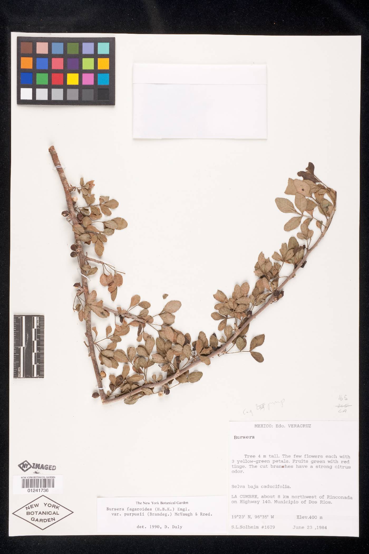Bursera fagaroides var. purpusii image