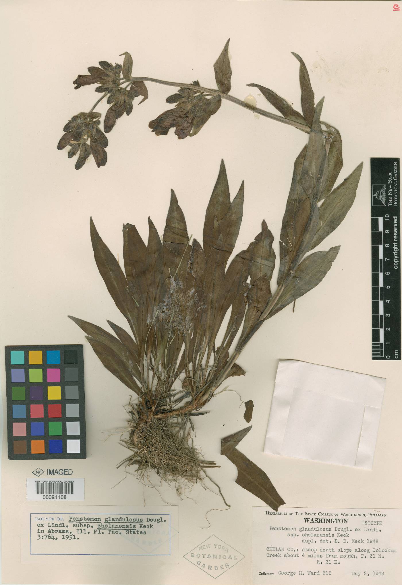 Penstemon glandulosus subsp. chelanensis image