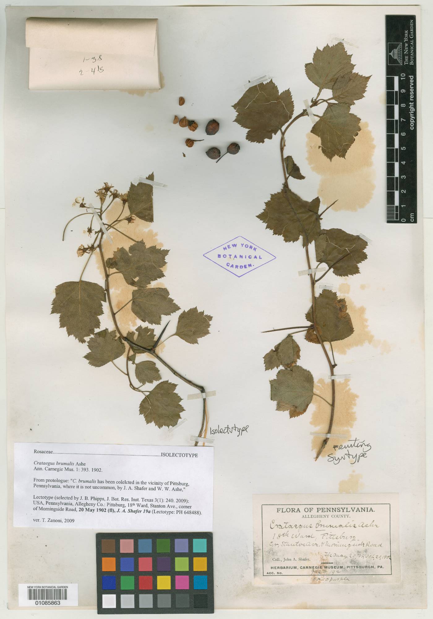 Crataegus brumalis image