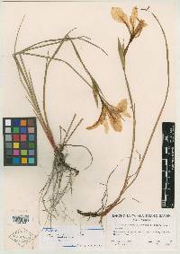 Iris tenax subsp. klamathensis image