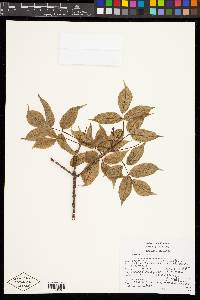 Bursera cinerea image