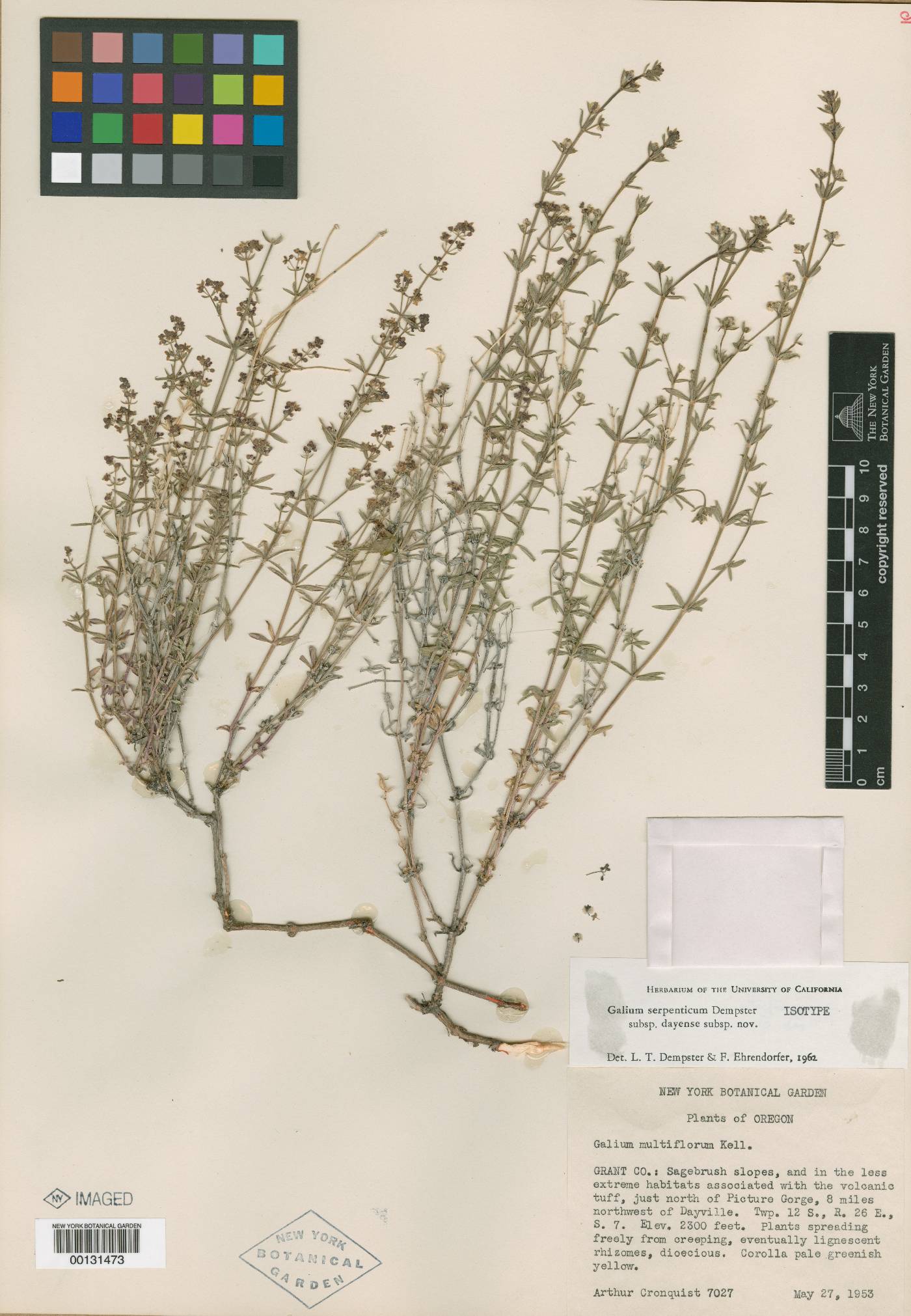 Galium serpenticum subsp. dayense image