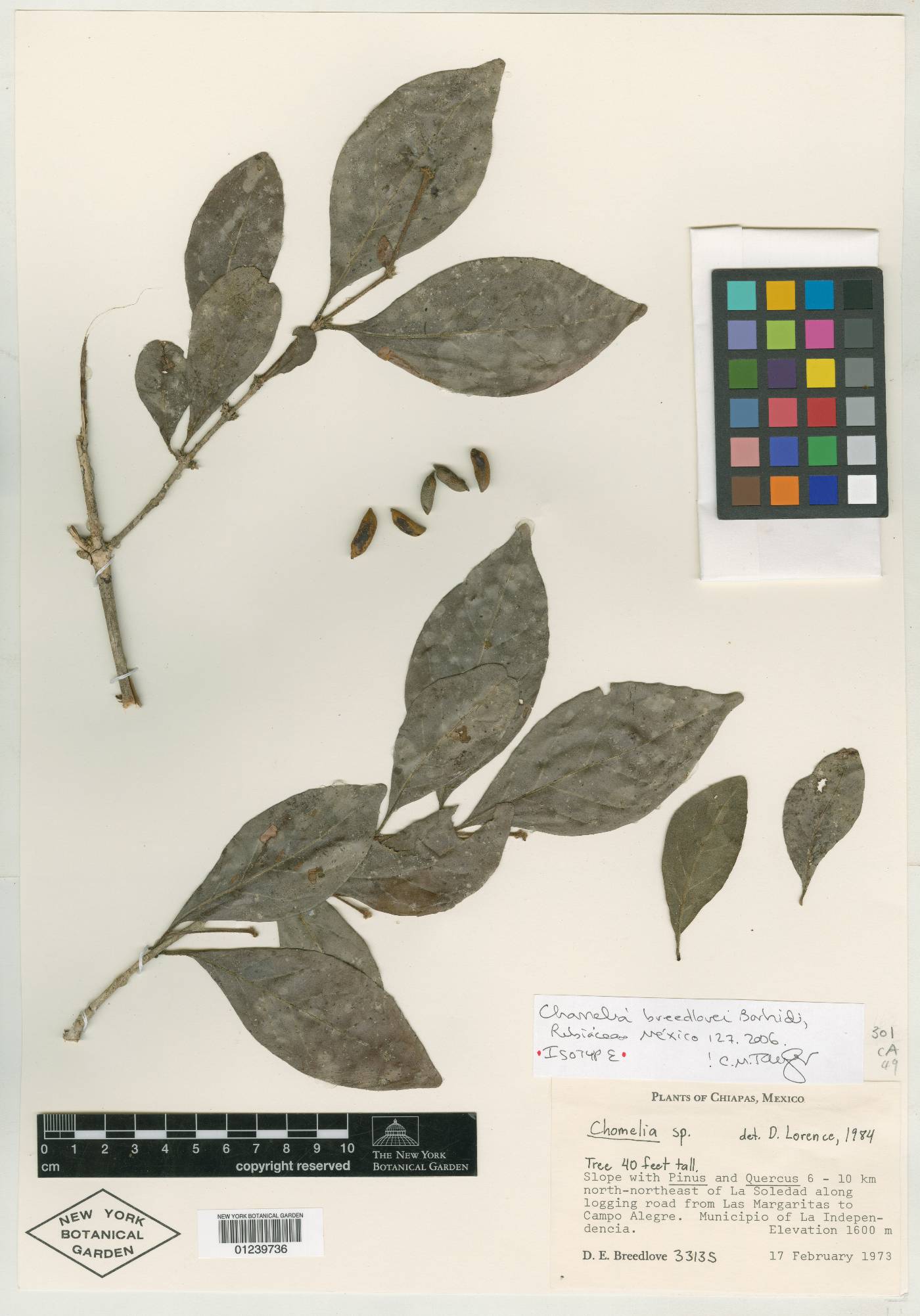 Chomelia breedlovei image