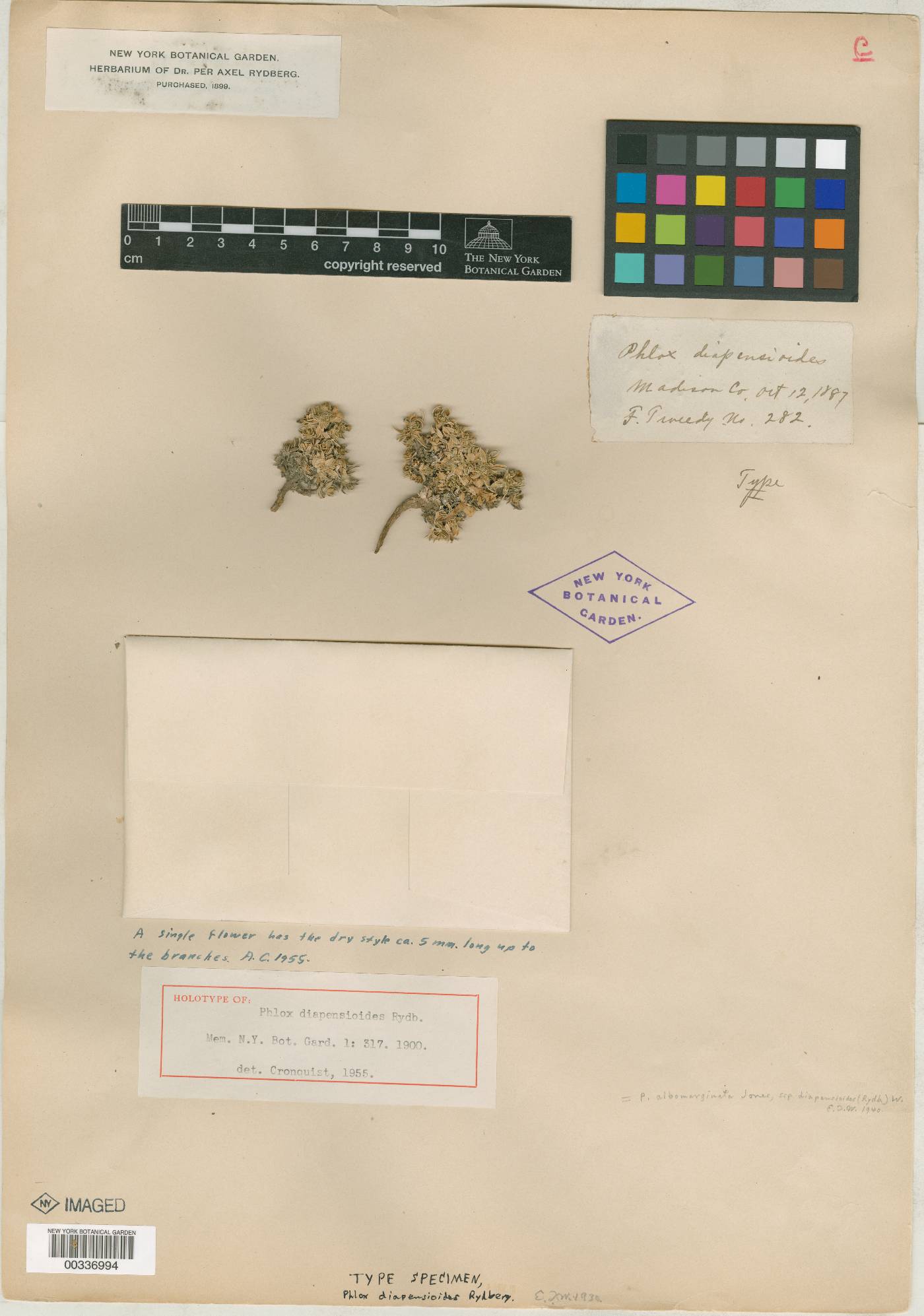 Phlox albomarginata subsp. diapensioides image