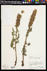 Pedicularis bracteosa var. paysoniana image