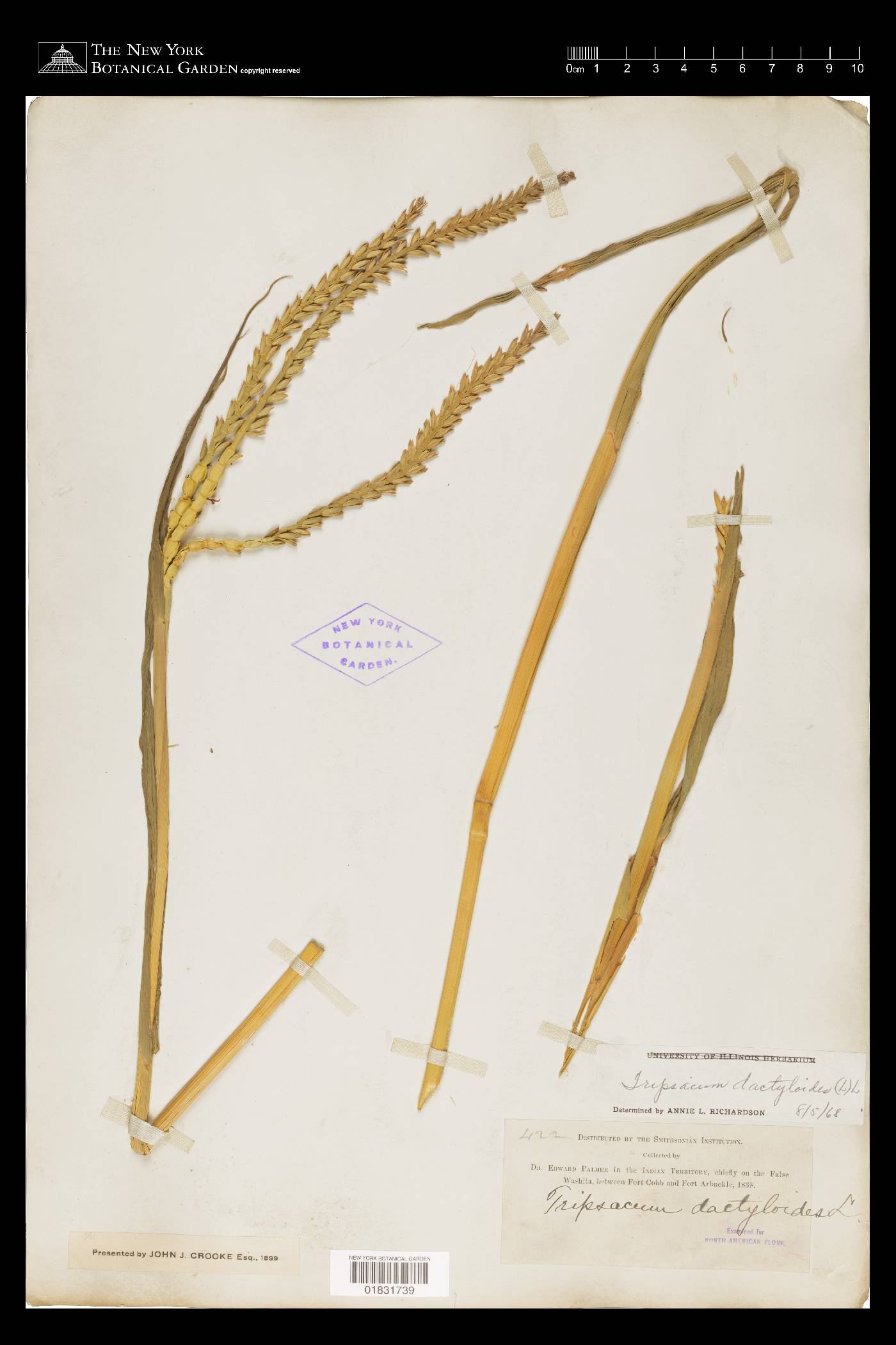 Tripsacum dactyloides var. dactyloides image