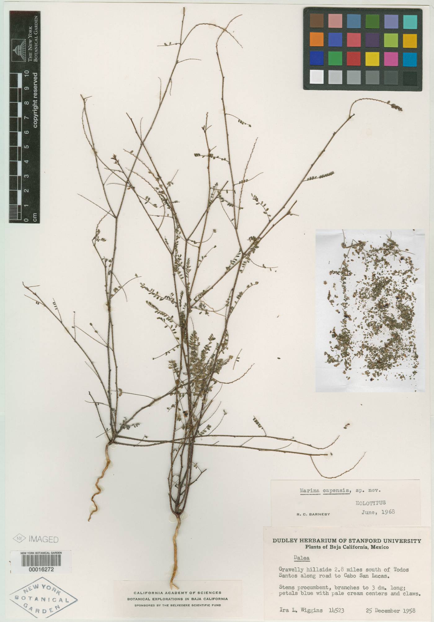 Marina capensis image