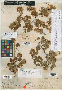 Opulaster pubescens image