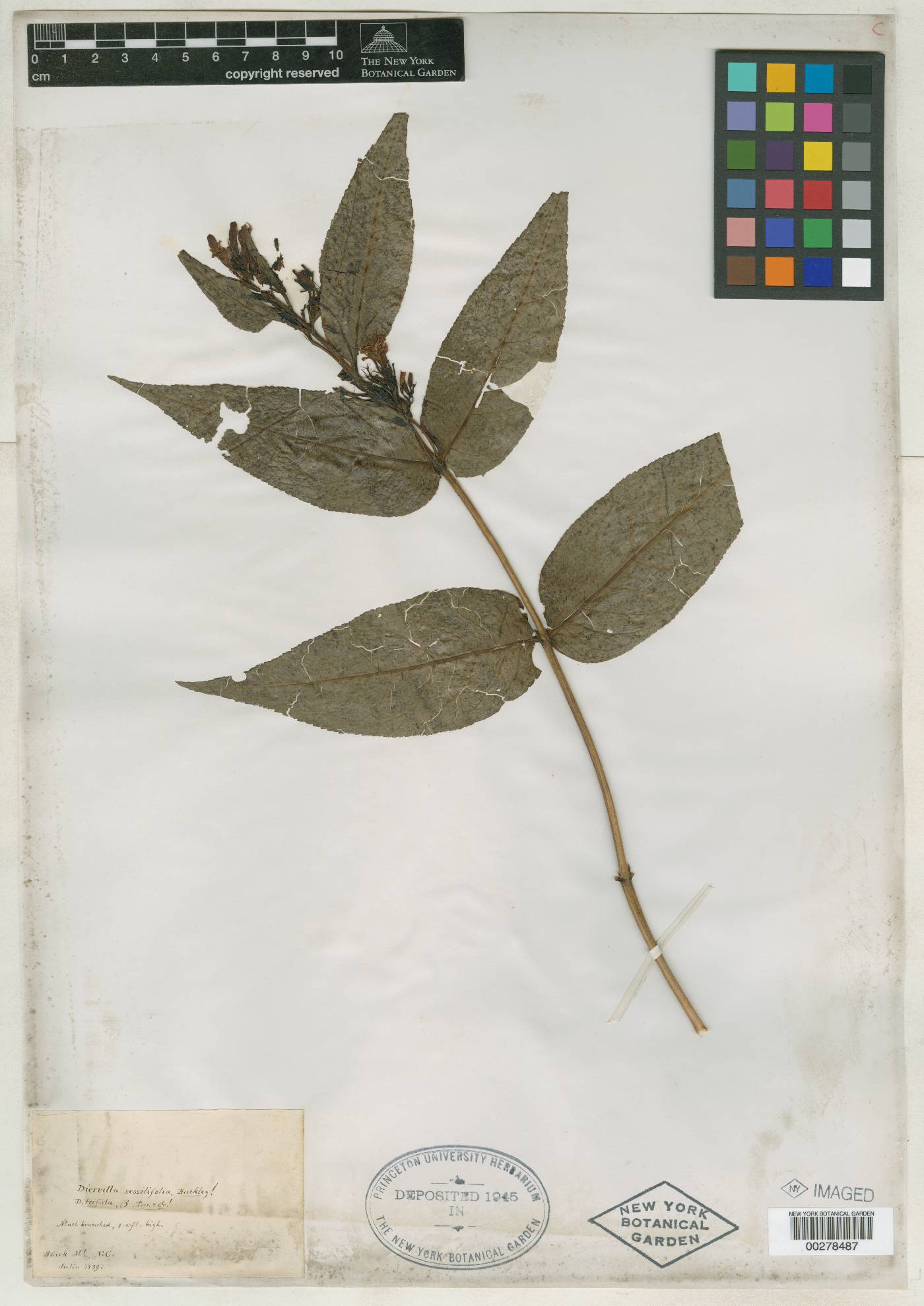 Diervilla sessilifolia image