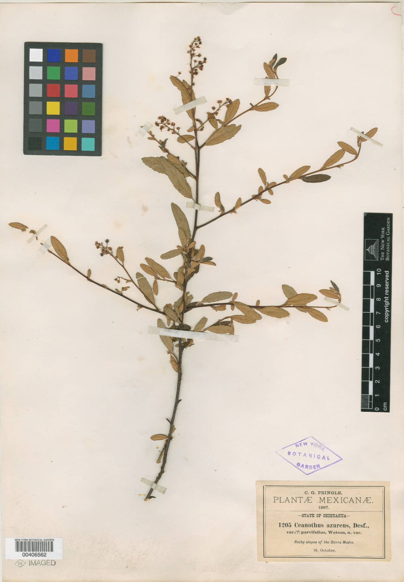 Ceanothus azureus var. parvifolius image