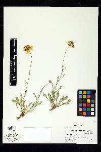 Gaillardia pinnatifida image