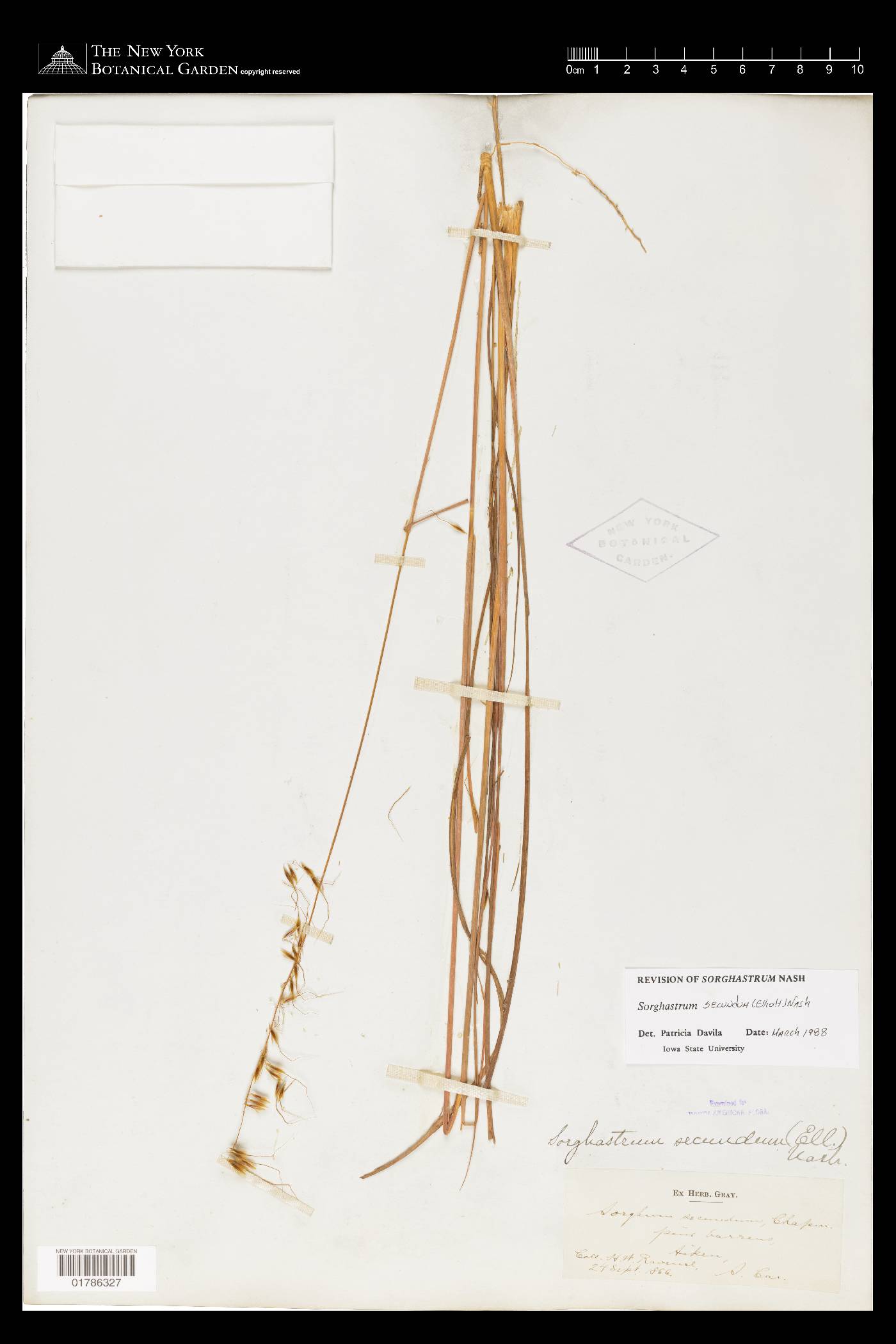 Sorghastrum secundum image