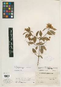 Philadelphus zelleri image