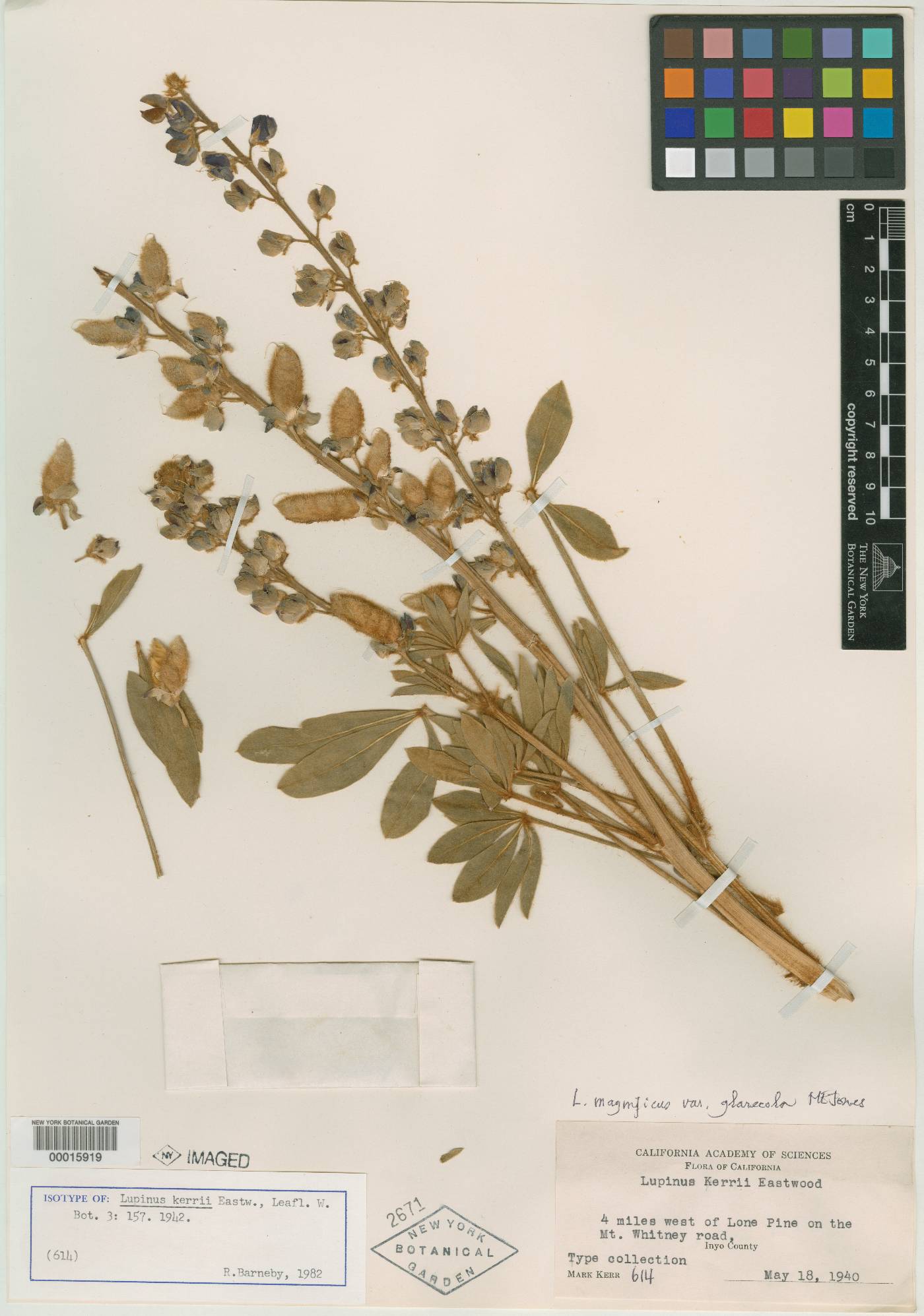 Lupinus kerrii image