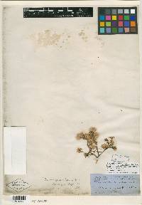 Aster woodhousei image