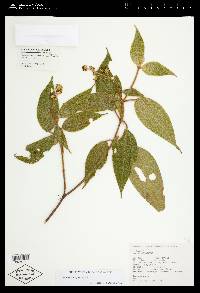 Miconia globulifera image