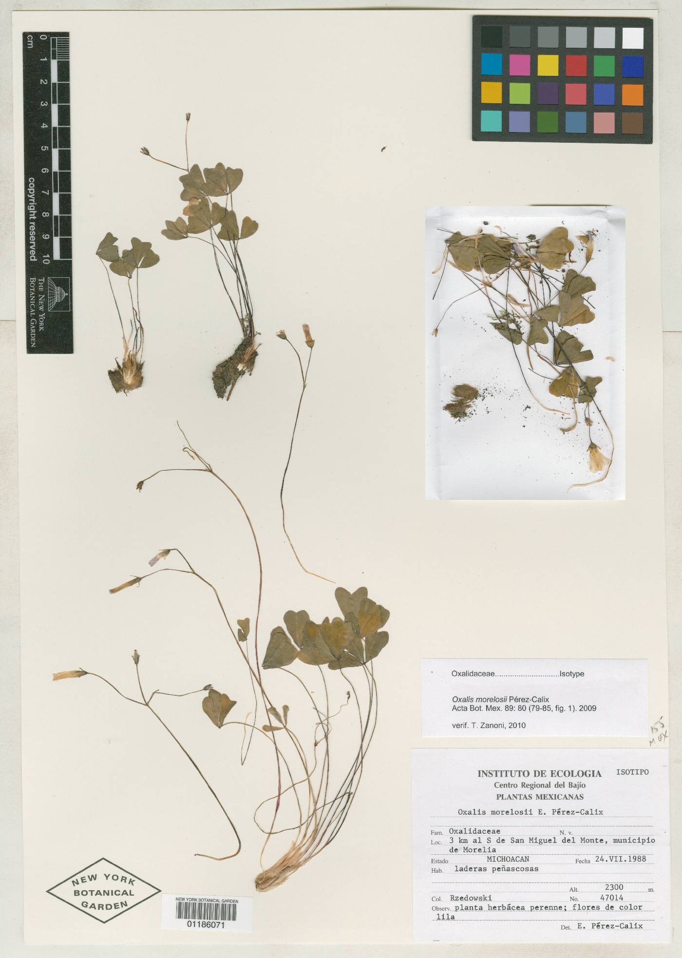 Oxalis morelosii image