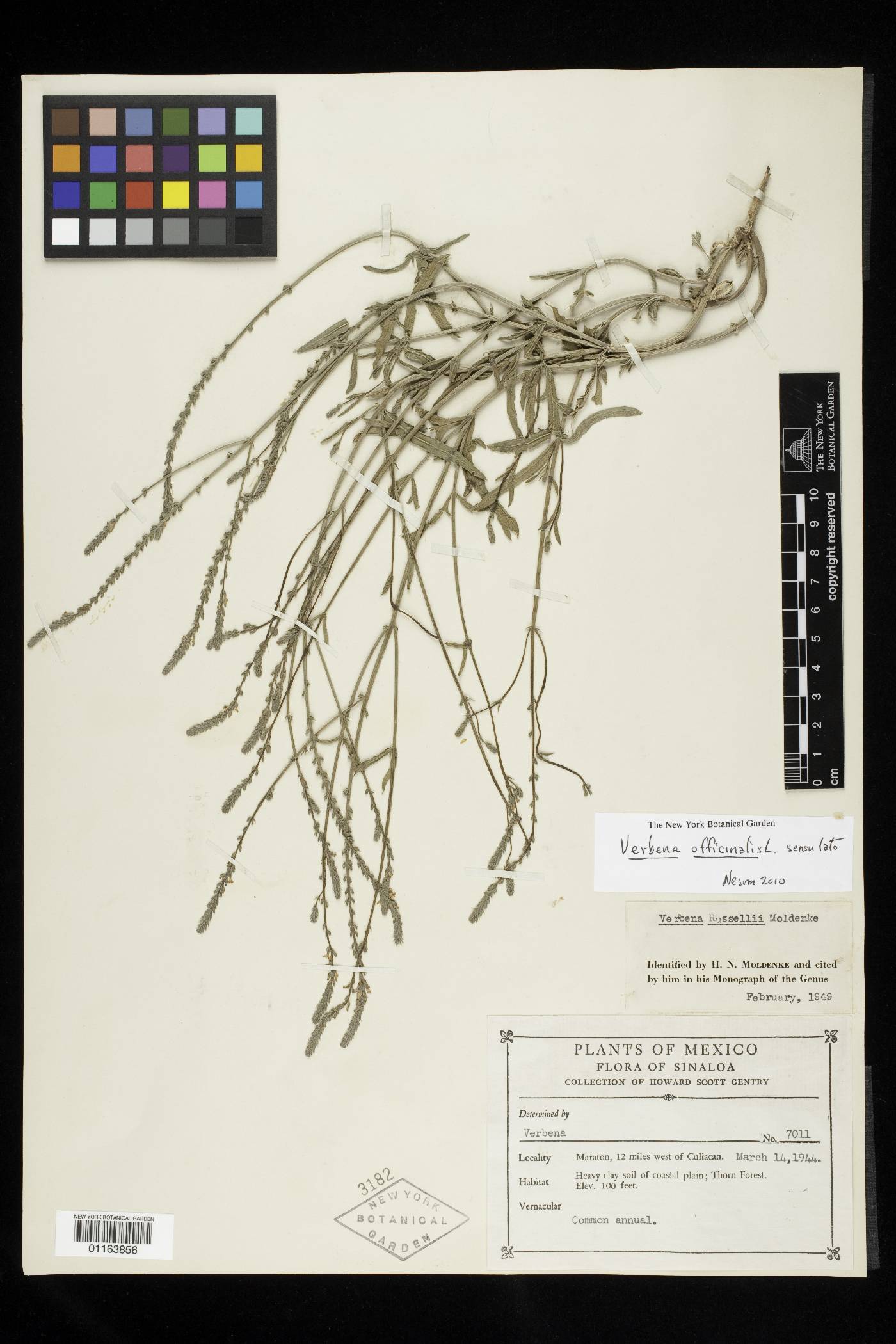 Verbena officinalis image