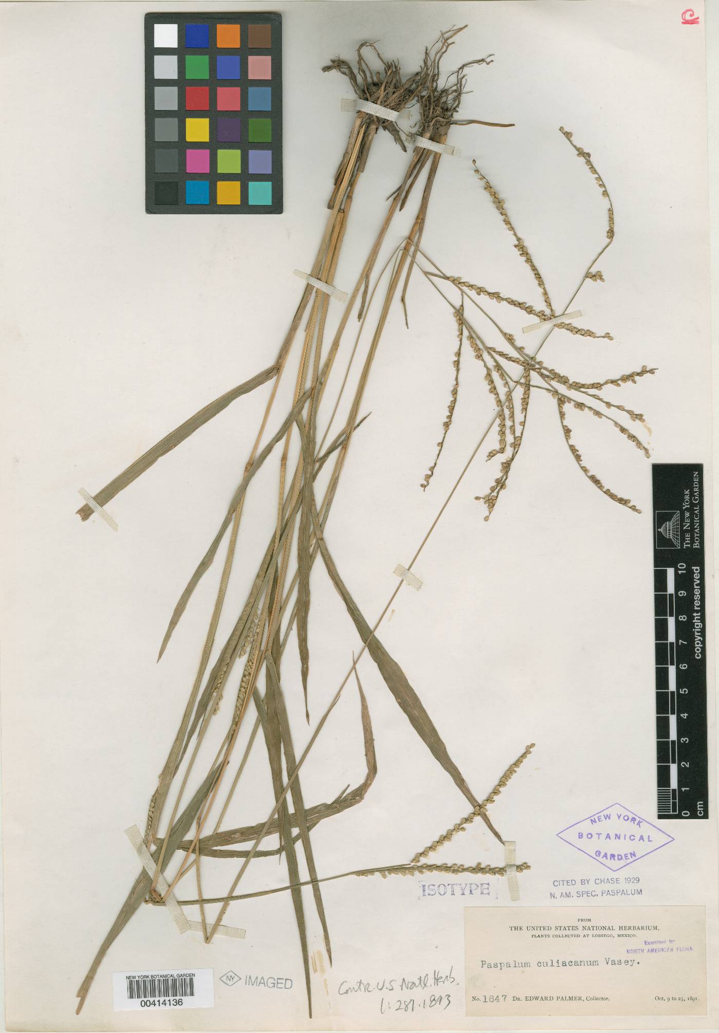 Paspalum culiacanum image