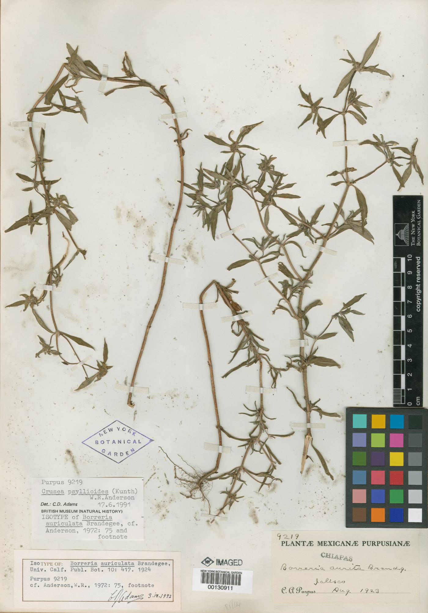 Crusea psyllioides image