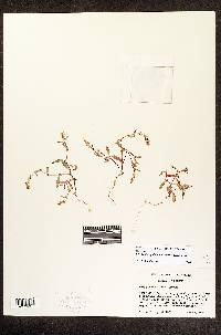 Polygonum gabrielae image