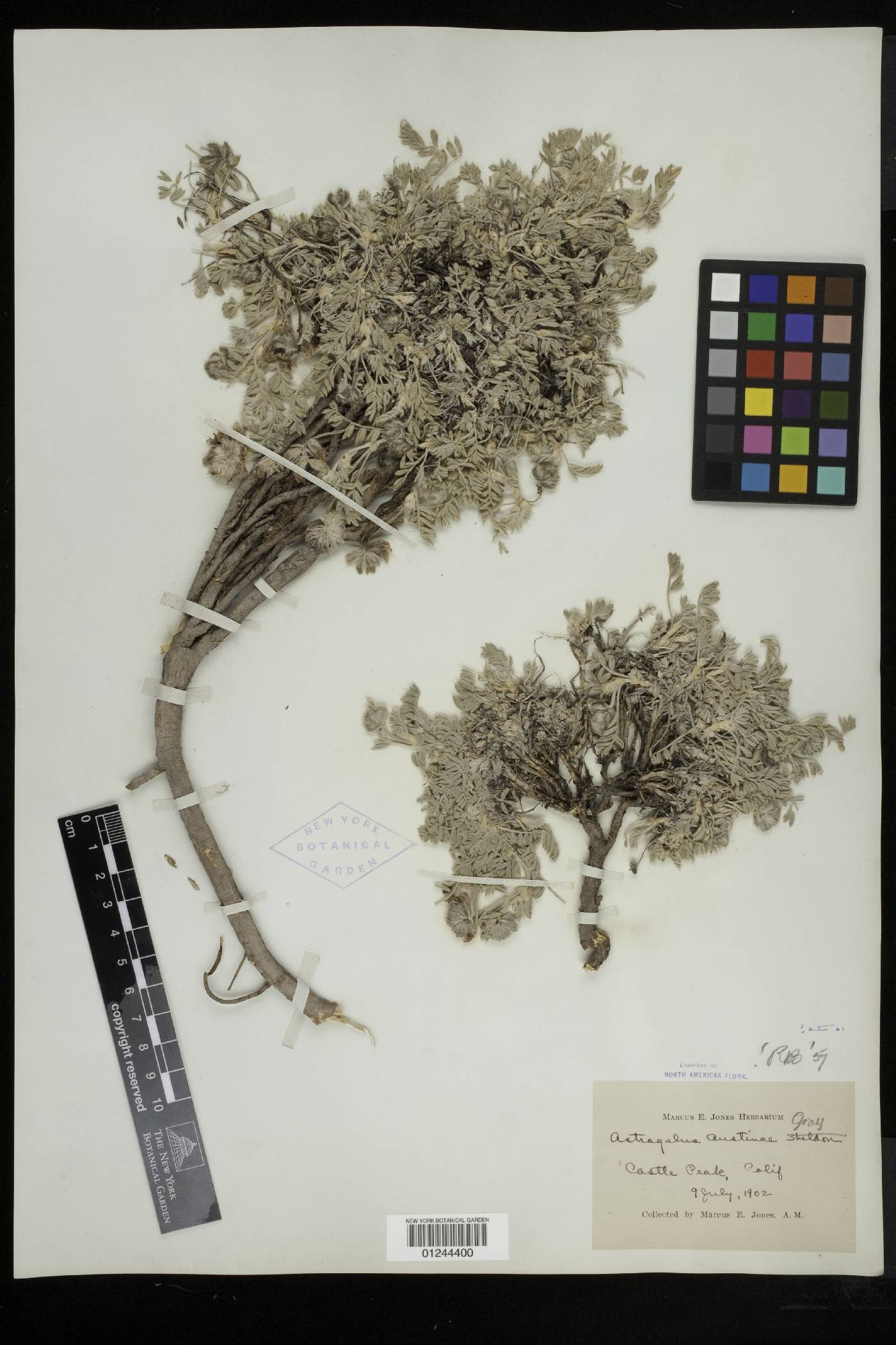 Astragalus austiniae image