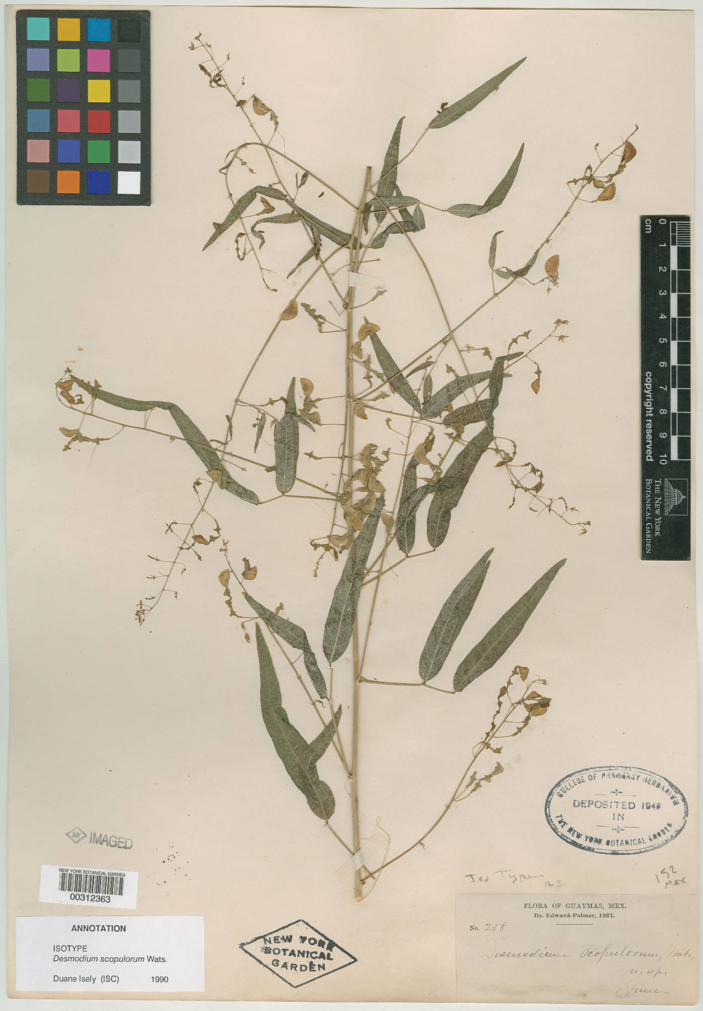 Desmodium scopulorum image