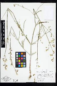 Mirabilis linearis var. linearis image