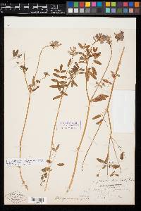 Astragalus robbinsii image