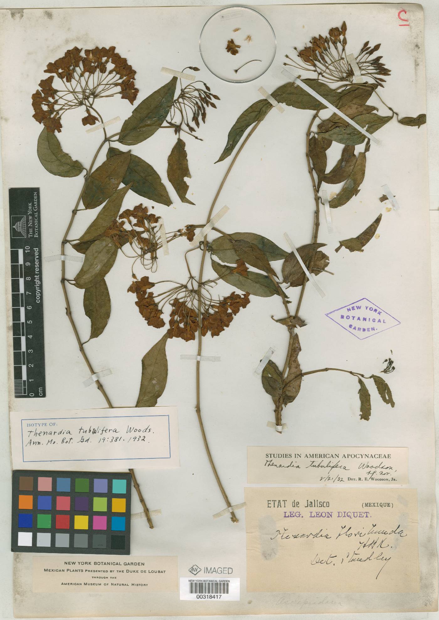 Thenardia floribunda image