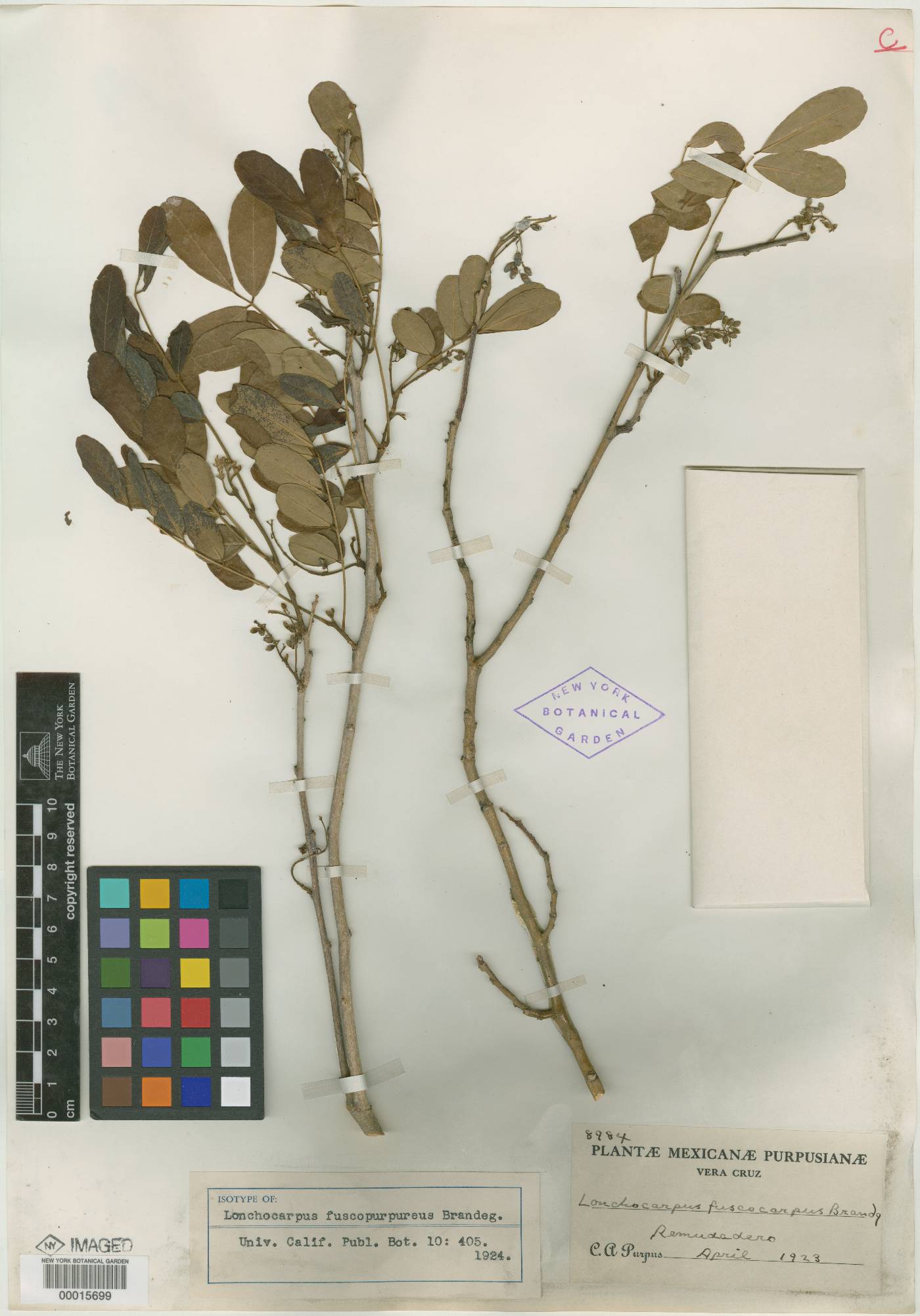 Lonchocarpus fuscopurpureus image