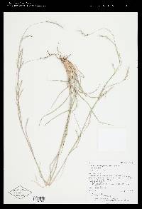 Schizachyrium scoparium var. scoparium image