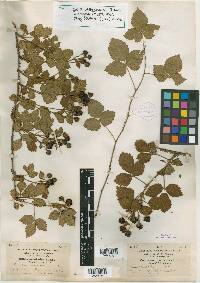 Rubus arenicola image