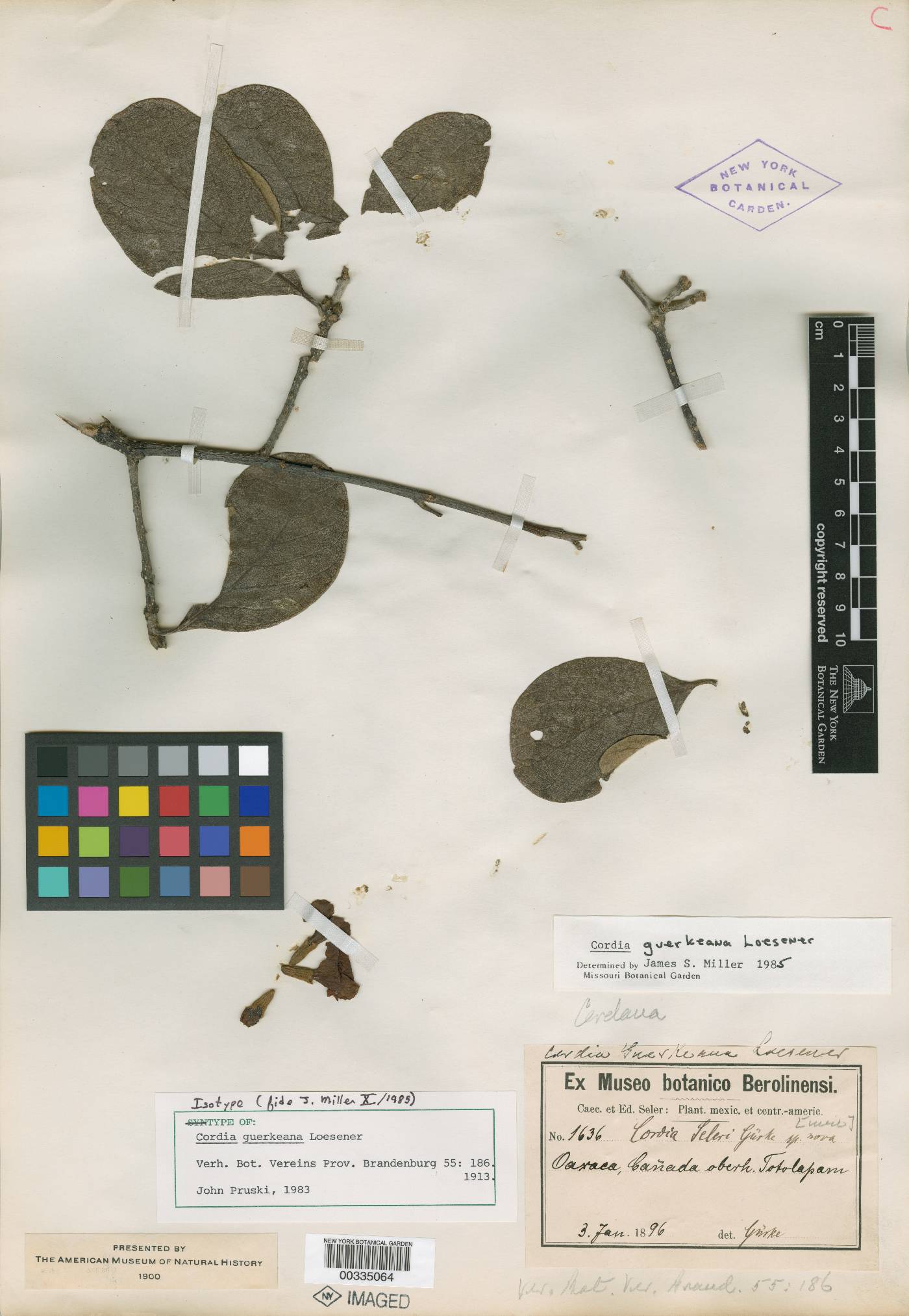 Cordia guerkeana image