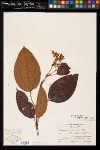 Miconia caudata image
