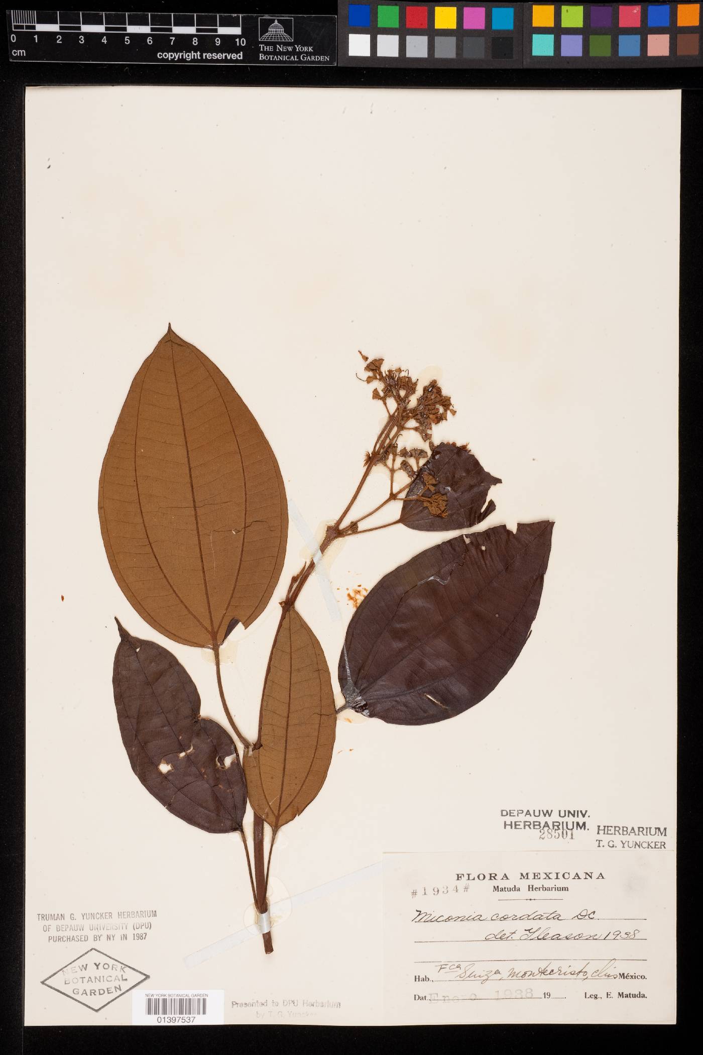 Miconia caudata image