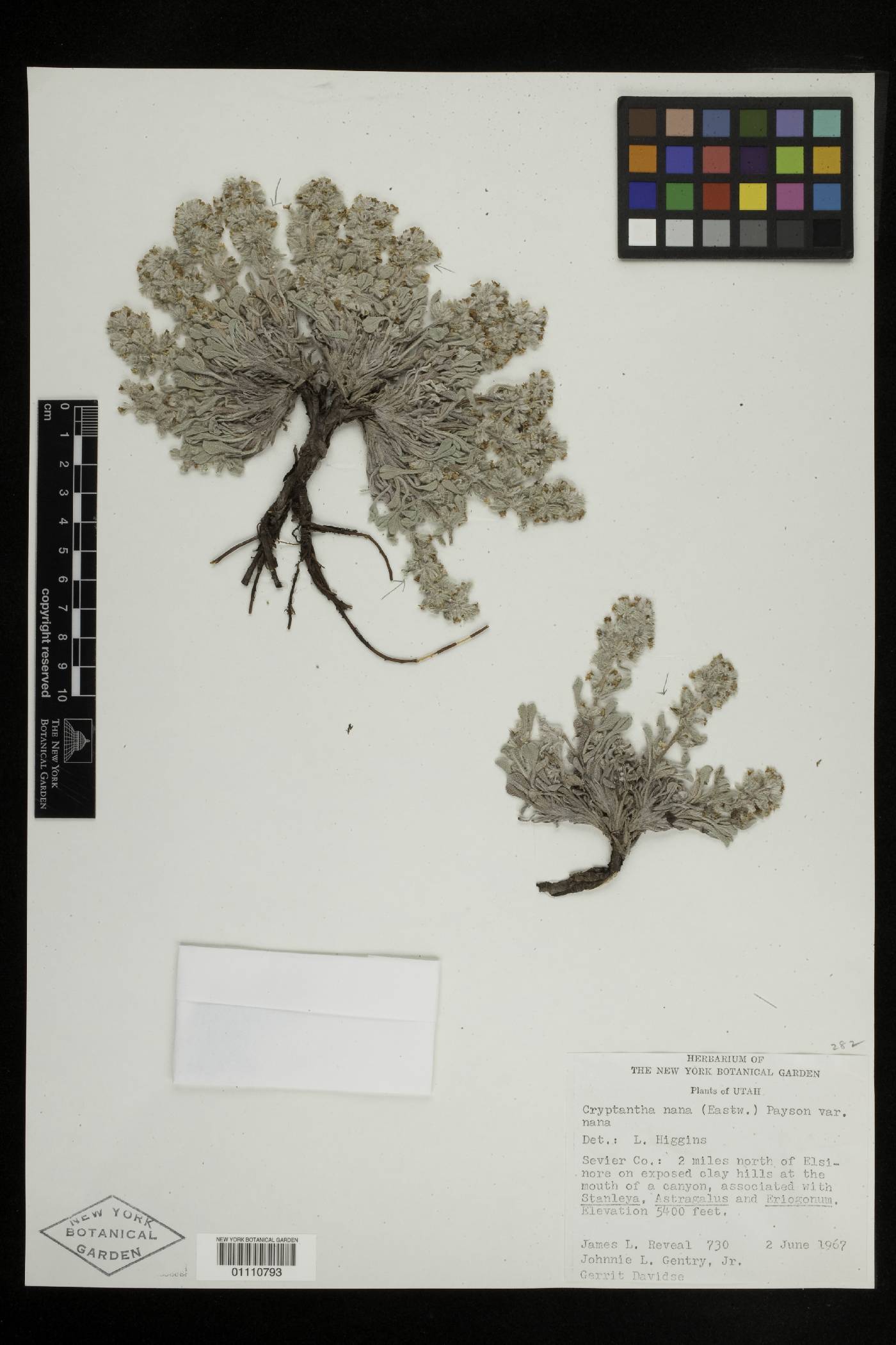 Oreocarya compacta image