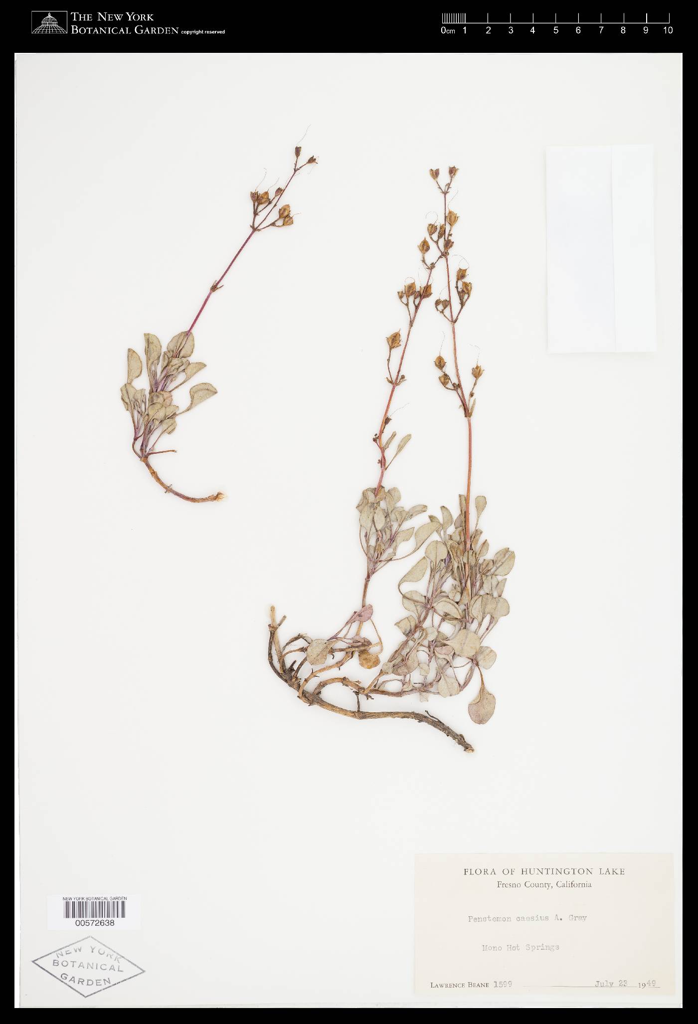 Penstemon caesius image