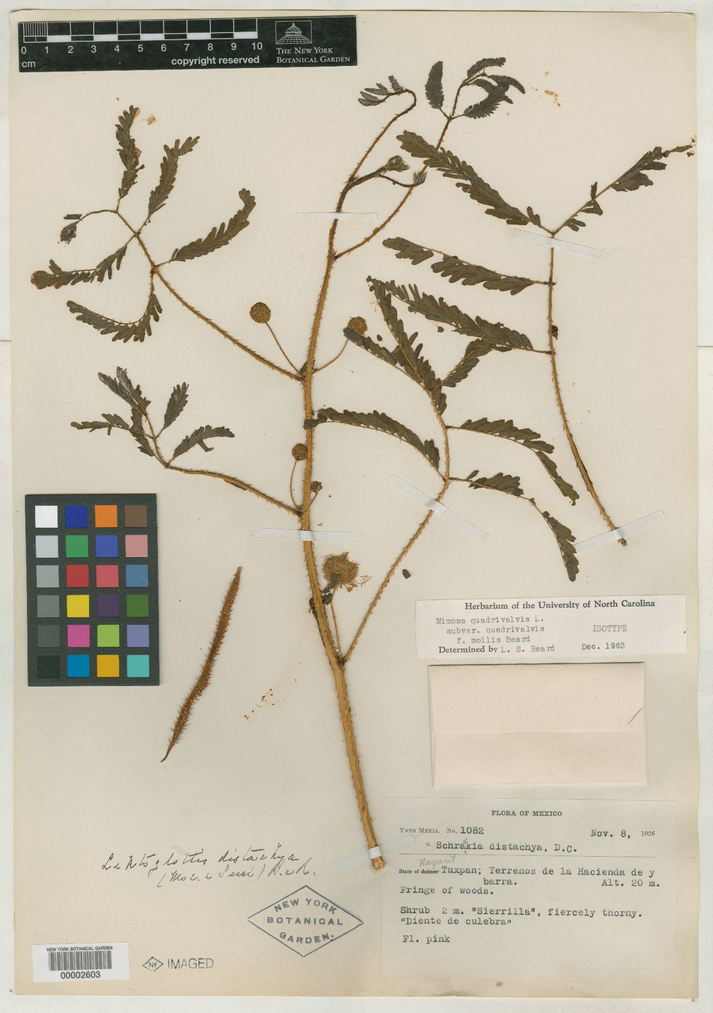 Mimosa quadrivalvis var. quadrivalvis image