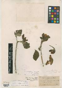 Tabernaemontana glabra image