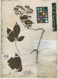 Parthenocissus pubescens image