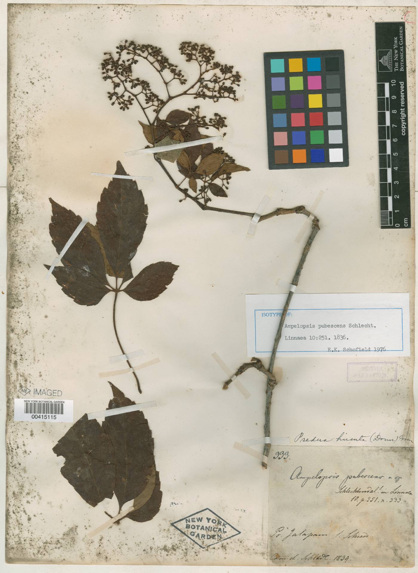 Parthenocissus pubescens image