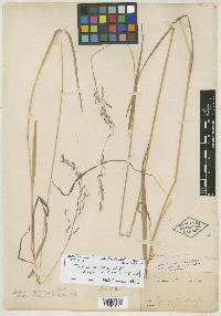 Trisetum cernuum image